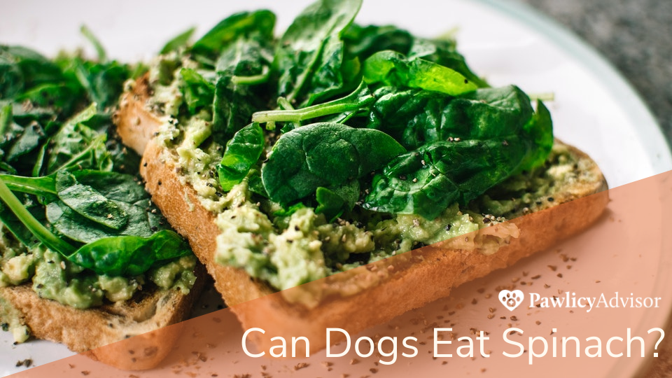 Close-up of avocado toast with spinach