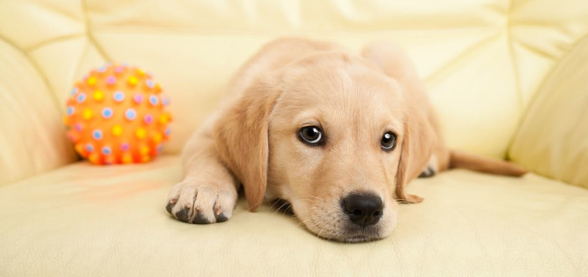 Brown Labrador Retriever puppy laying on grass