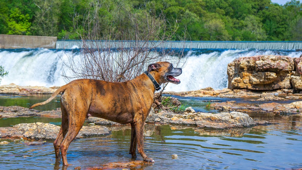 A dog in Missouri