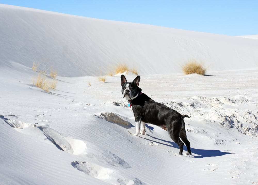 A dog in New Mexico