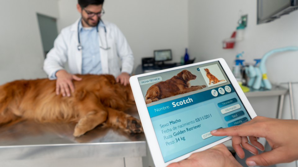 Vet on tablet in office