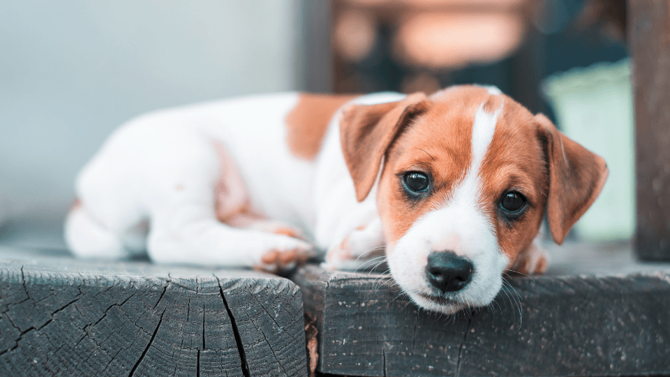 Jack Russell Terrier puppy