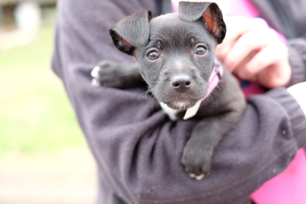 A dog in Mississippi