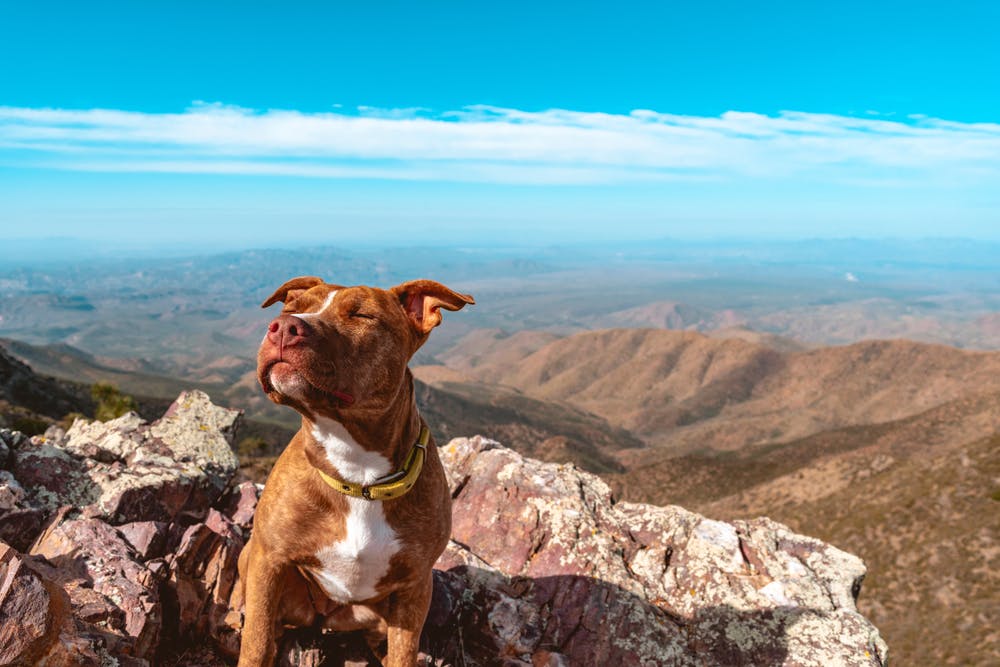 A dog in Arizona