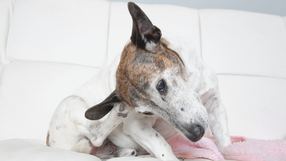 Dog scratching ear with rear paw