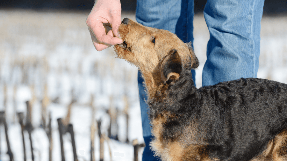 dog eating a nut