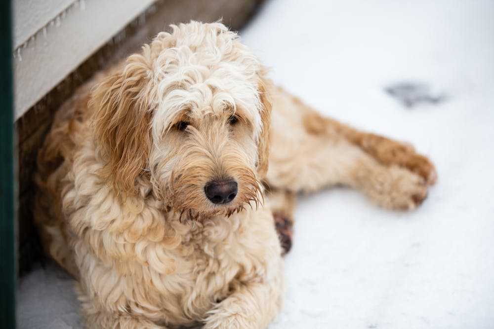 A dog in Indiana