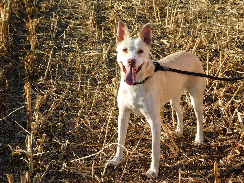 A dog in Nebraska