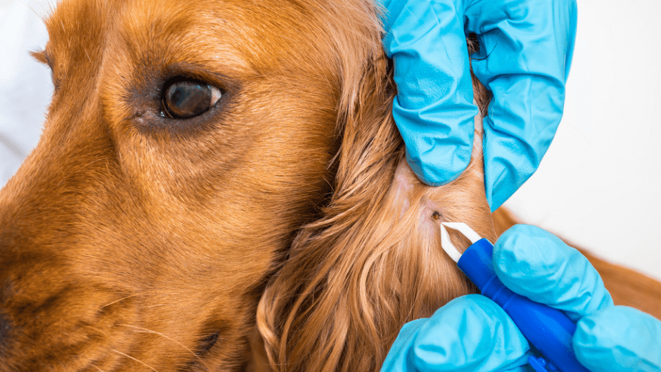 dog having tick removed