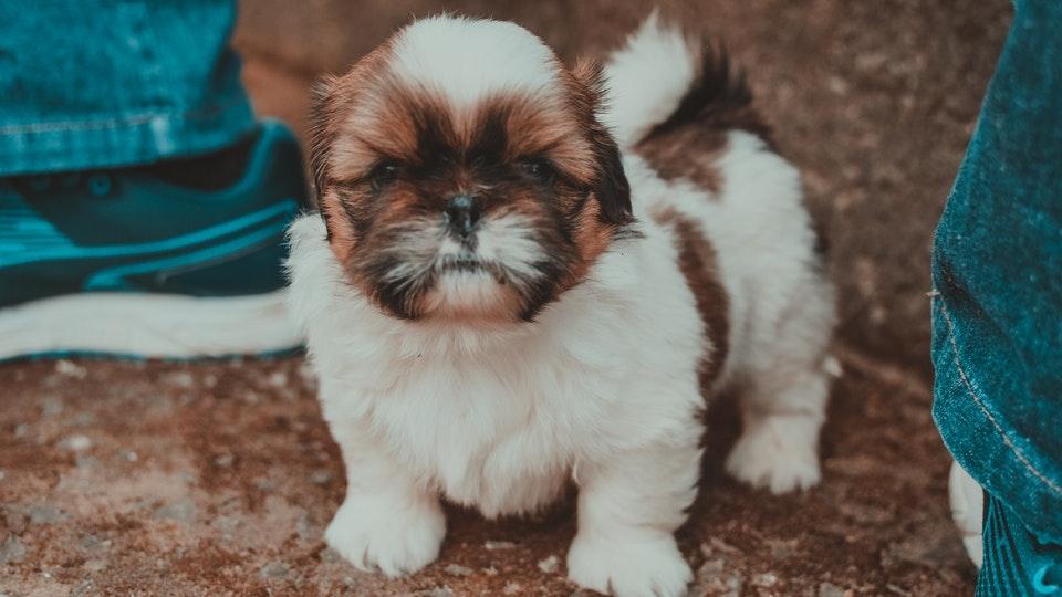 Shih Tzu puppy