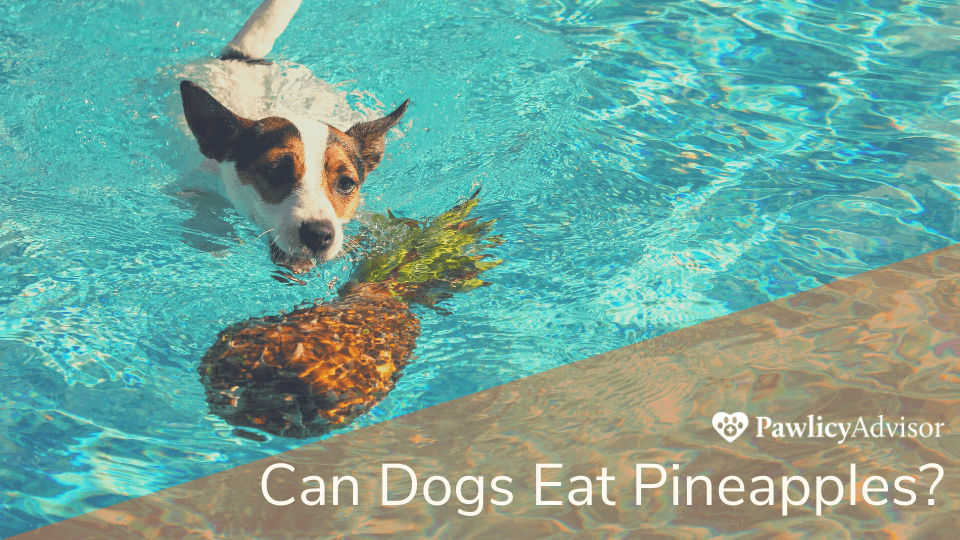 Jack Russel dog swimming in pool toward pineapple