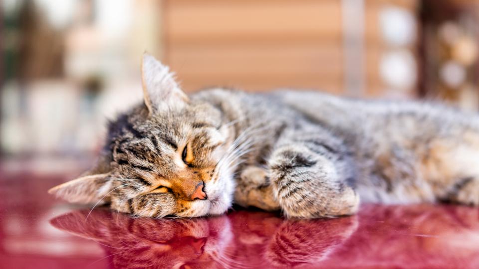 sick cat lying on top of red car