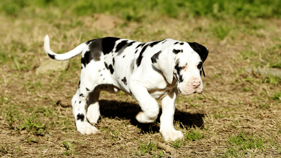 growing great dane puppy