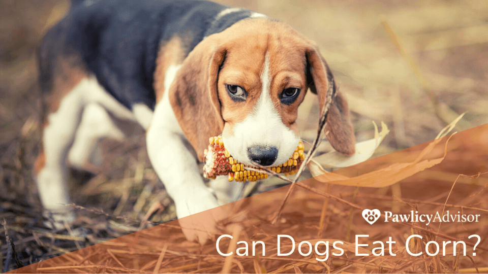 Beagle dog with corn in mouth