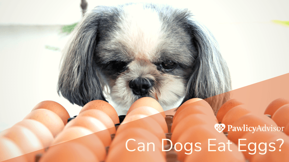 Dog looking at a carton of eggs