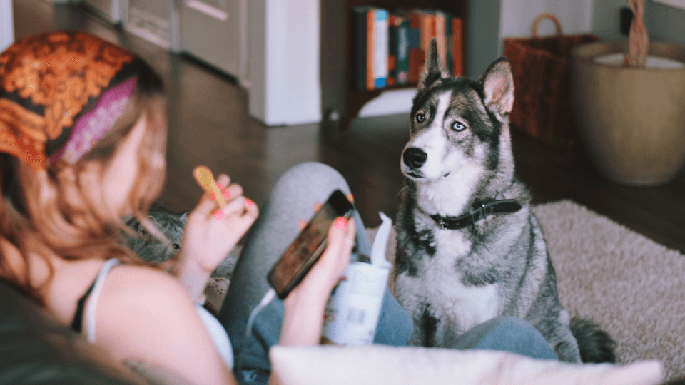 dog wants to eat a potato chip