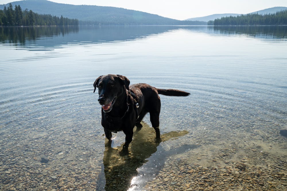 A dog in Montana