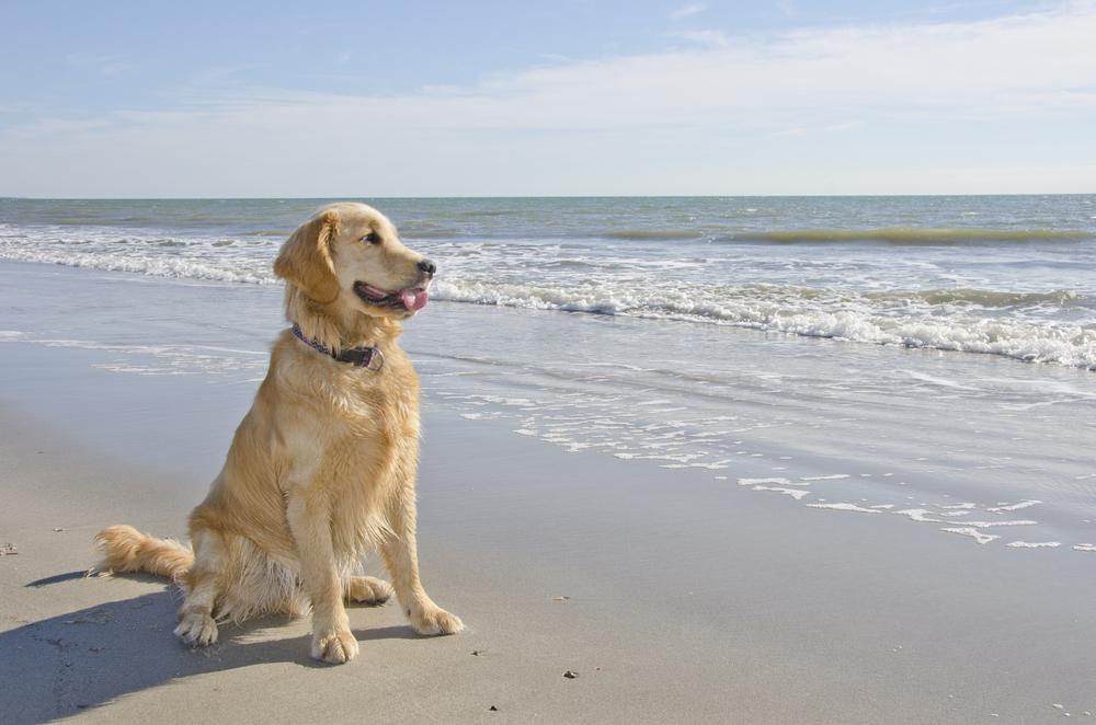 A dog in North Carolina