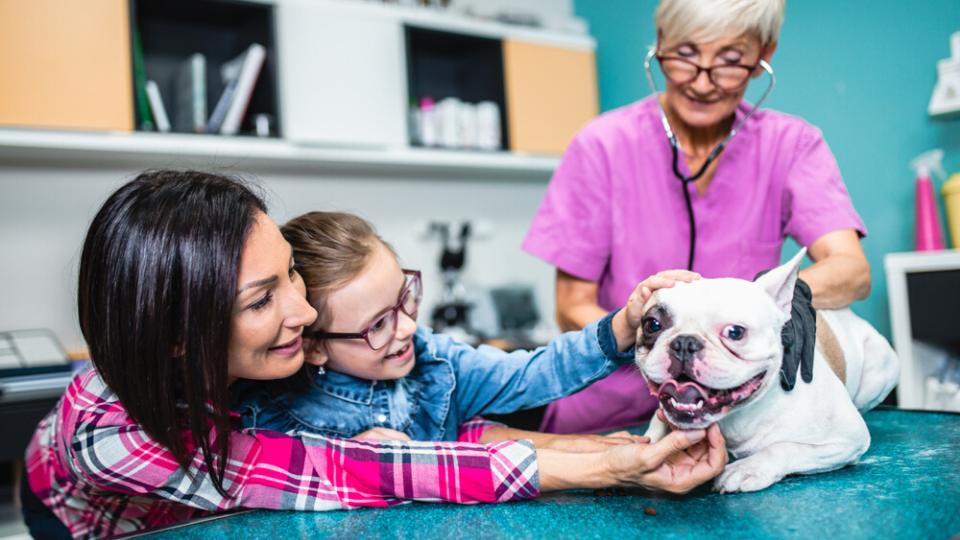 conversation between veterinarian and pet owner