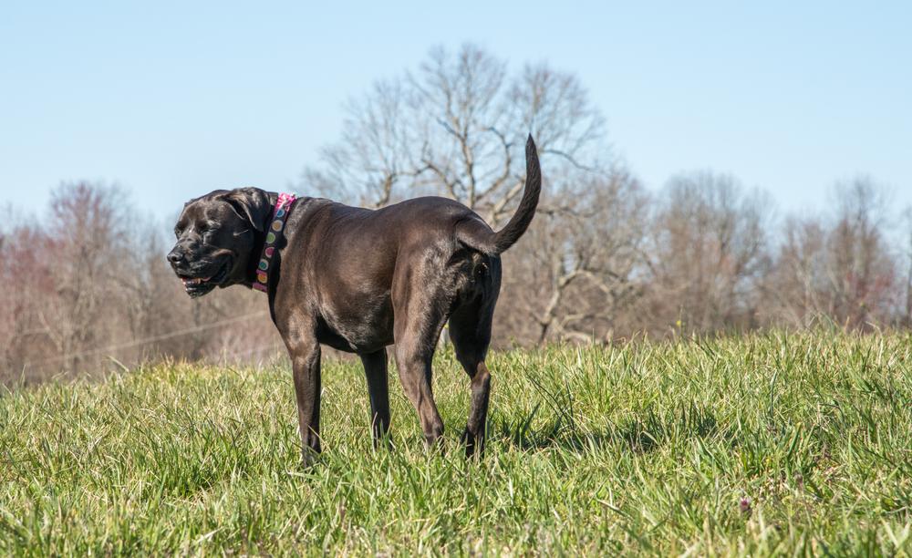 A dog in Kentucky