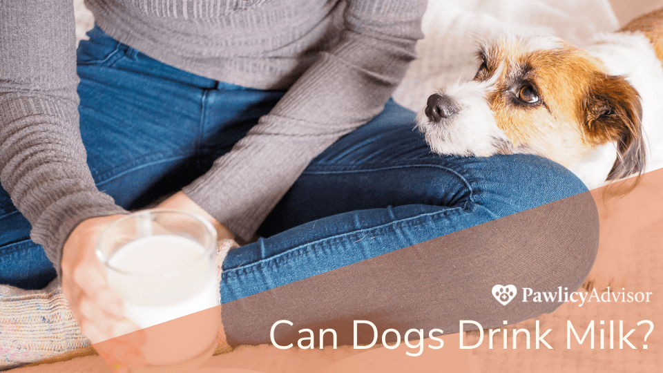 Dog looking up at owner begging for glass of milk