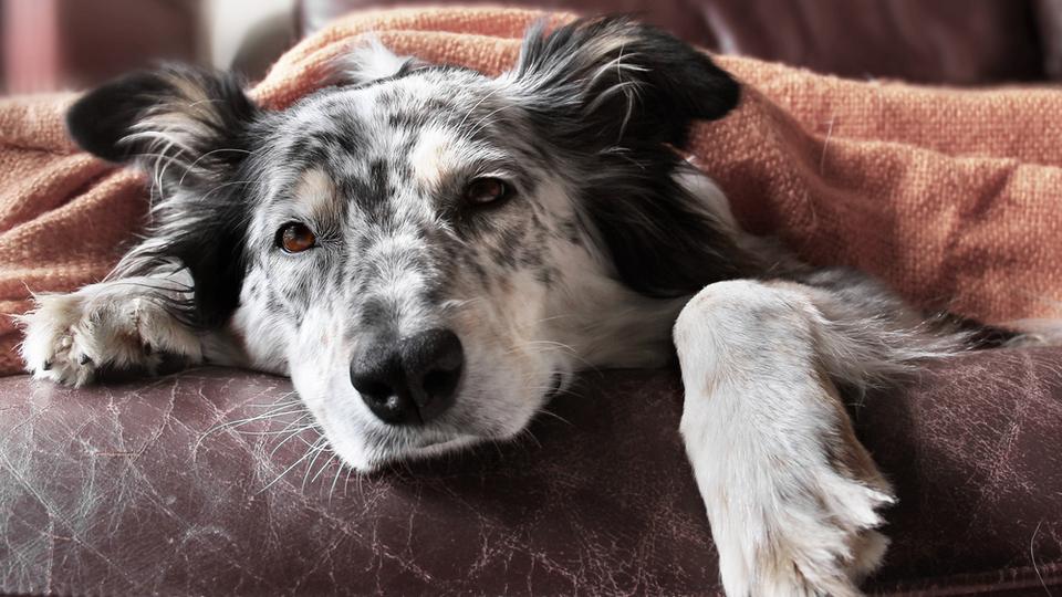 sick dog lying on couch