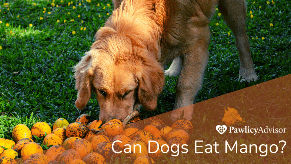 Golden Retriever looking at a pile of mangoes