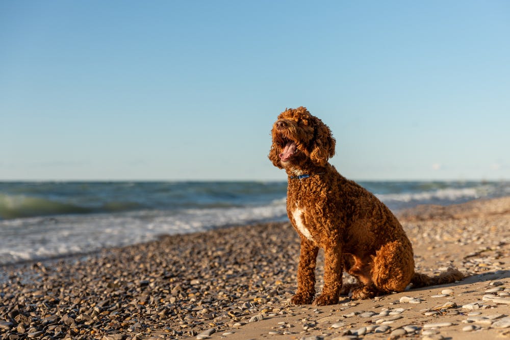 A dog in Michigan