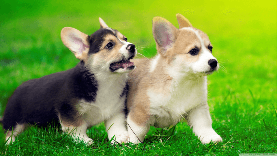 growing corgi puppies