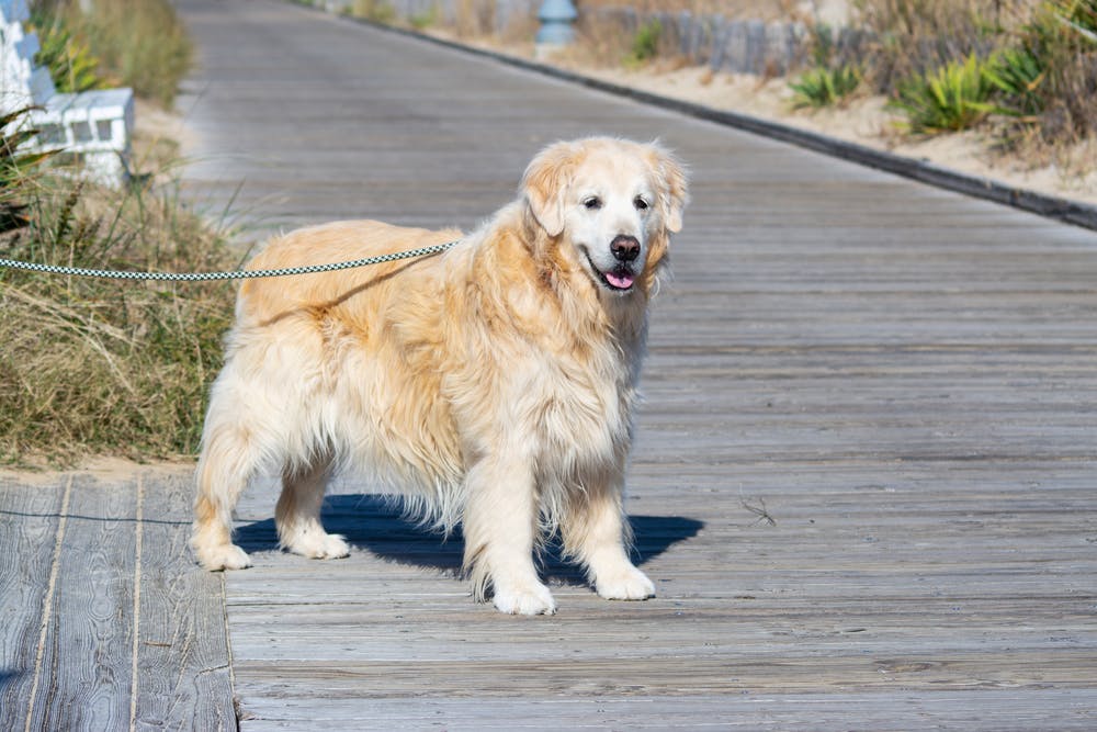 A dog in Delaware