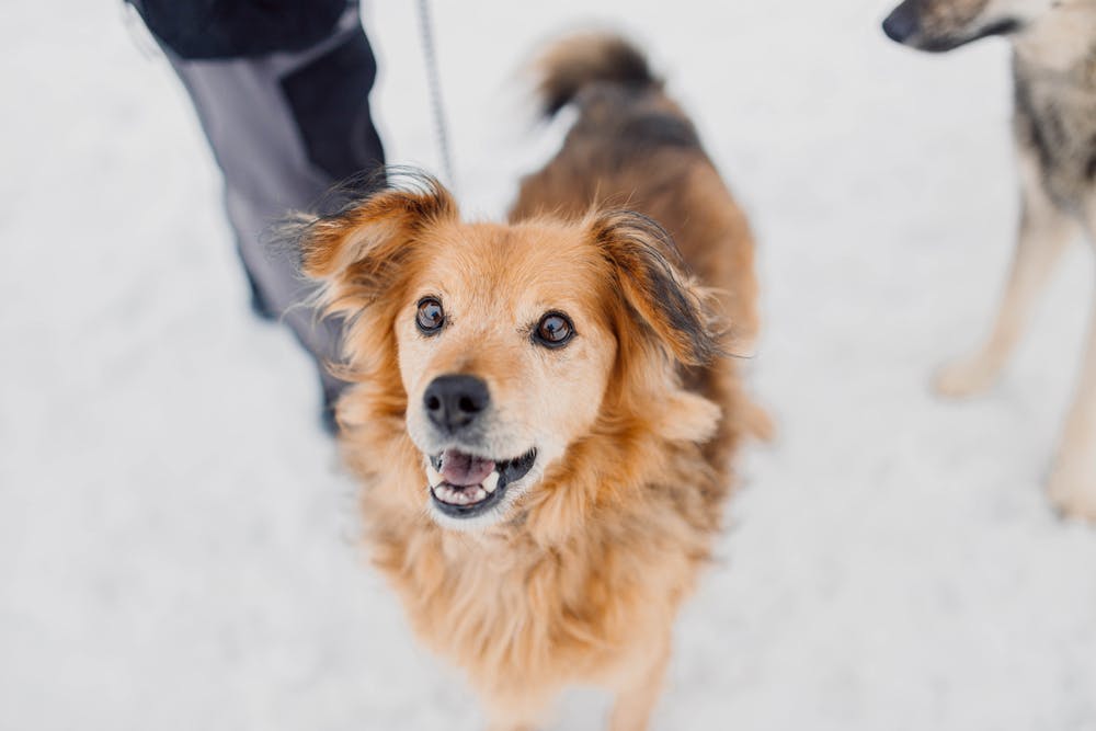 A dog in Wisconsin