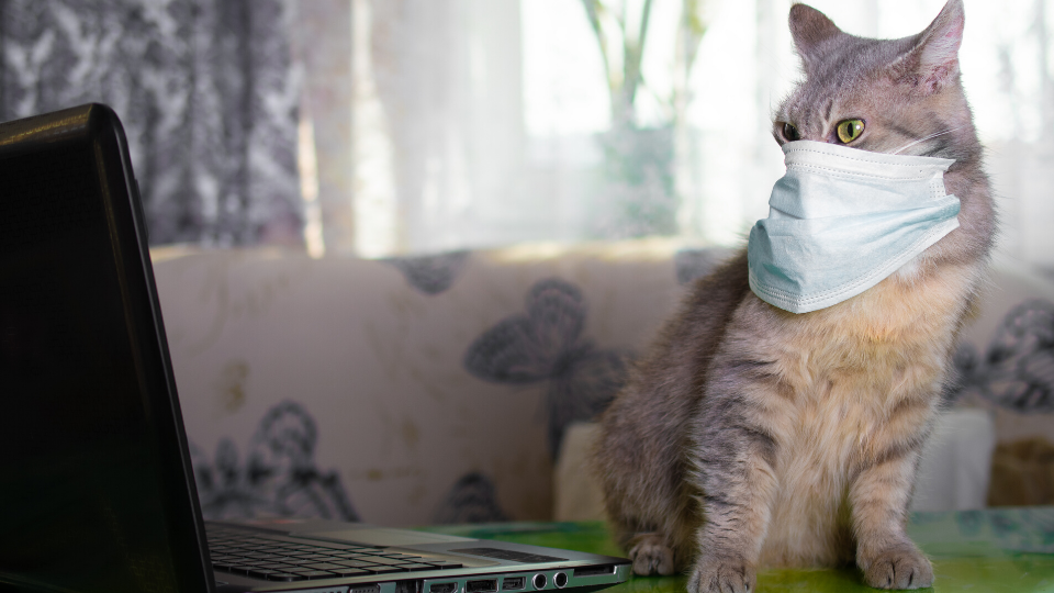 cat with PPE and laptop