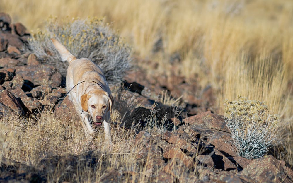 A dog in Nevada