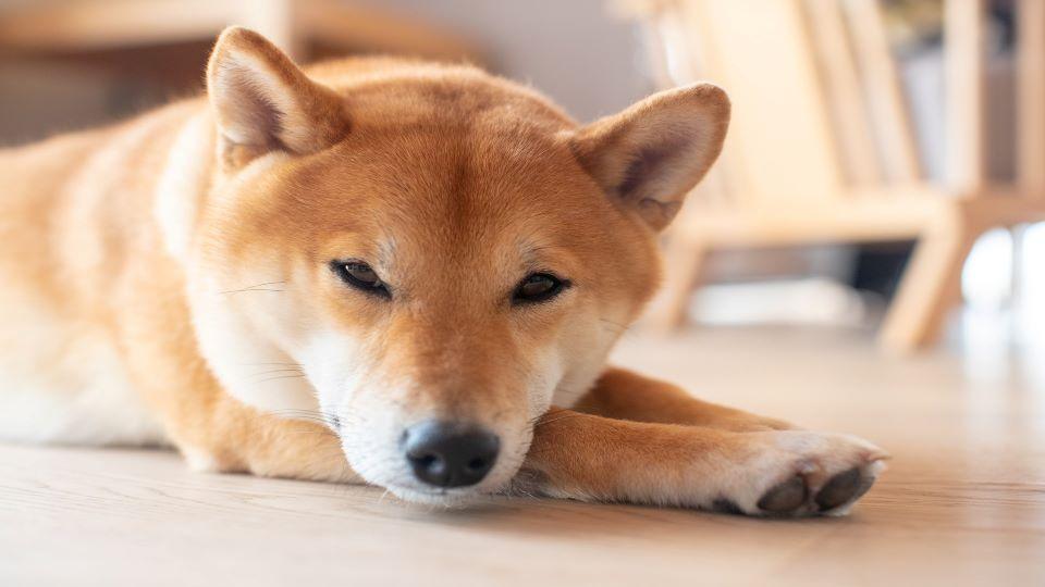 Shiba Inu dog running in field