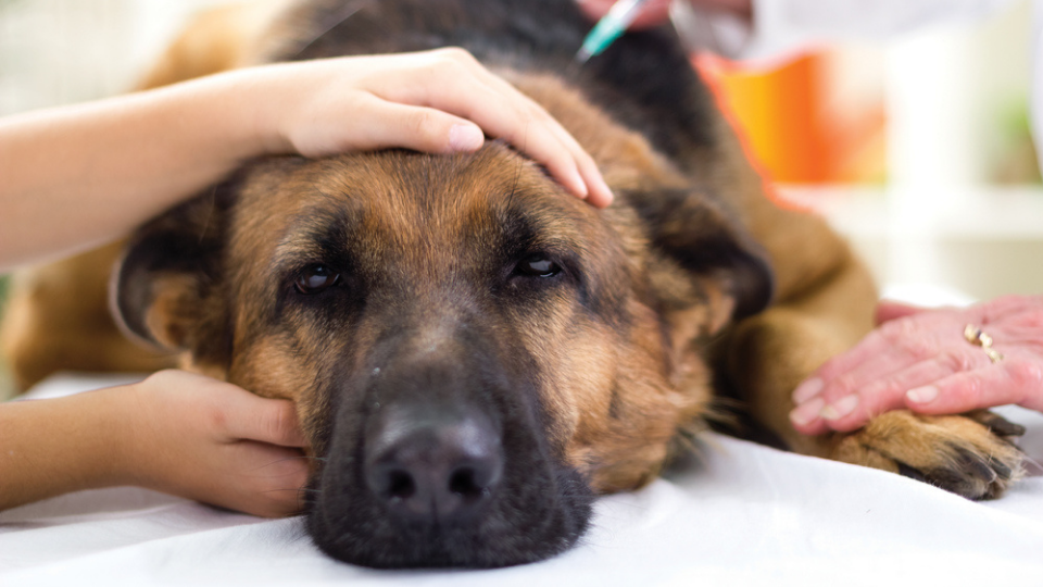 sick dog at the vet