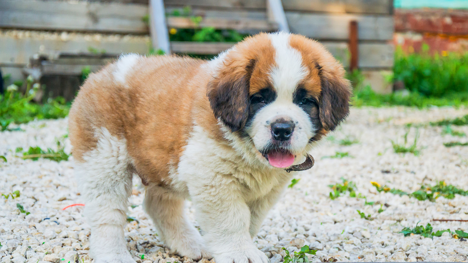 St. Bernard puppy with mouth open