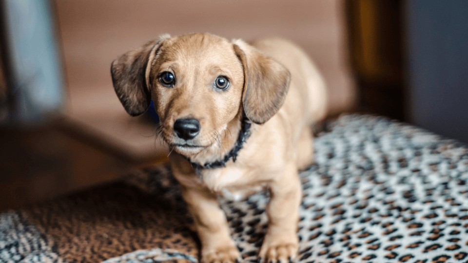 Dachshund puppy at home in bedroom