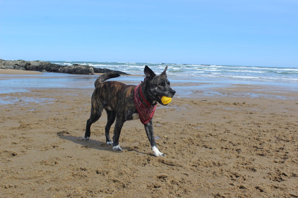 A dog in Rhode Island