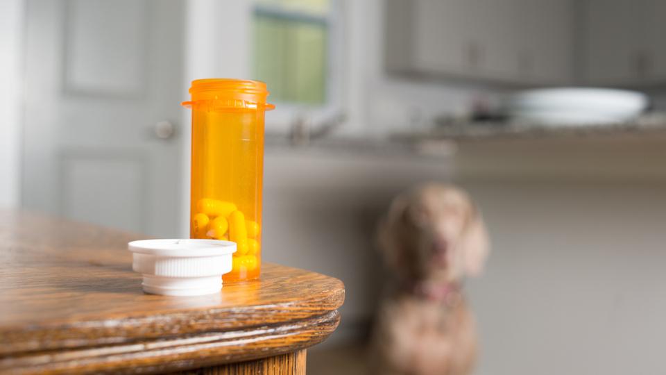 Dog waiting to take prescription medication pills