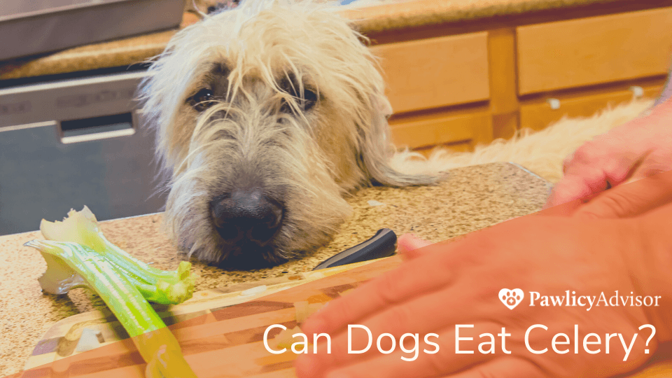 Dog looking at celery on kitchen counter