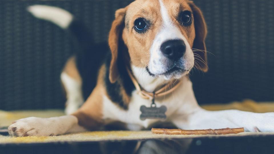 Beagle laying down on the floor