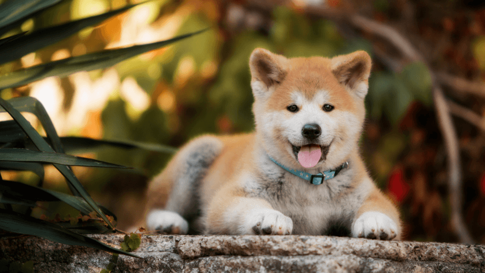 growing akita puppy