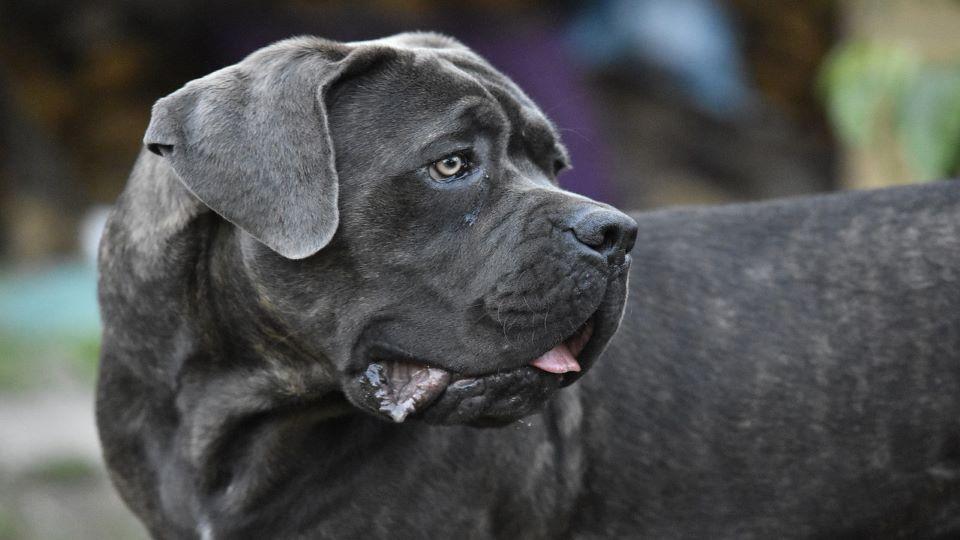 Cane Corso dog