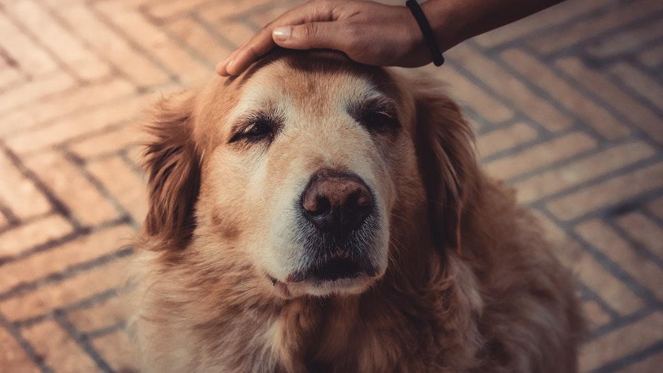 Golden Retriever pet on head