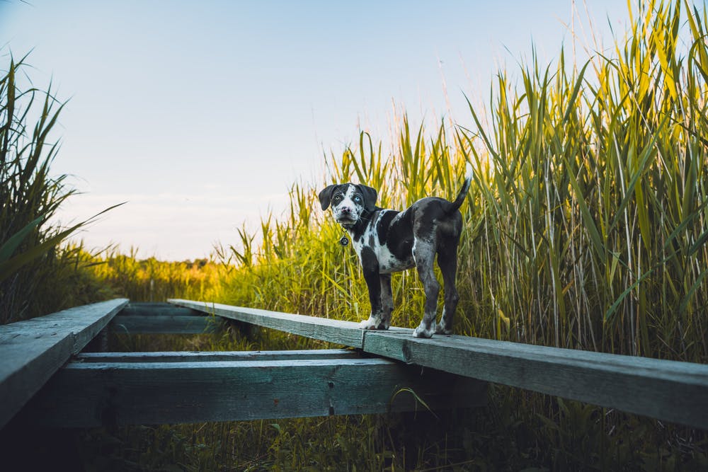 A dog in Louisiana