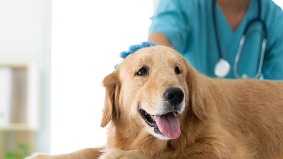 dog being pet by the vet