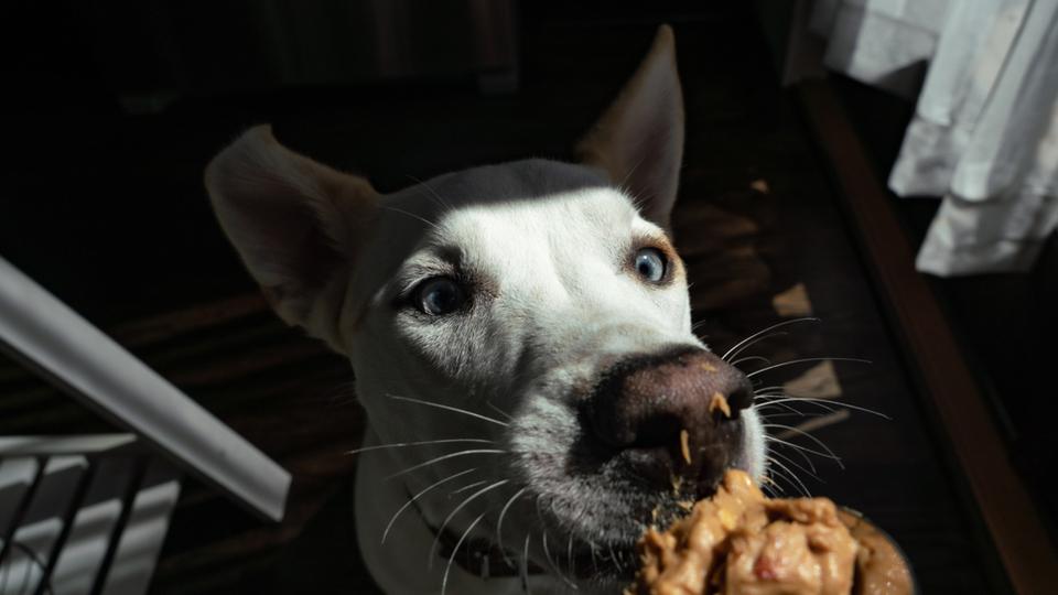 puppy eats peanut butter off of a spoon