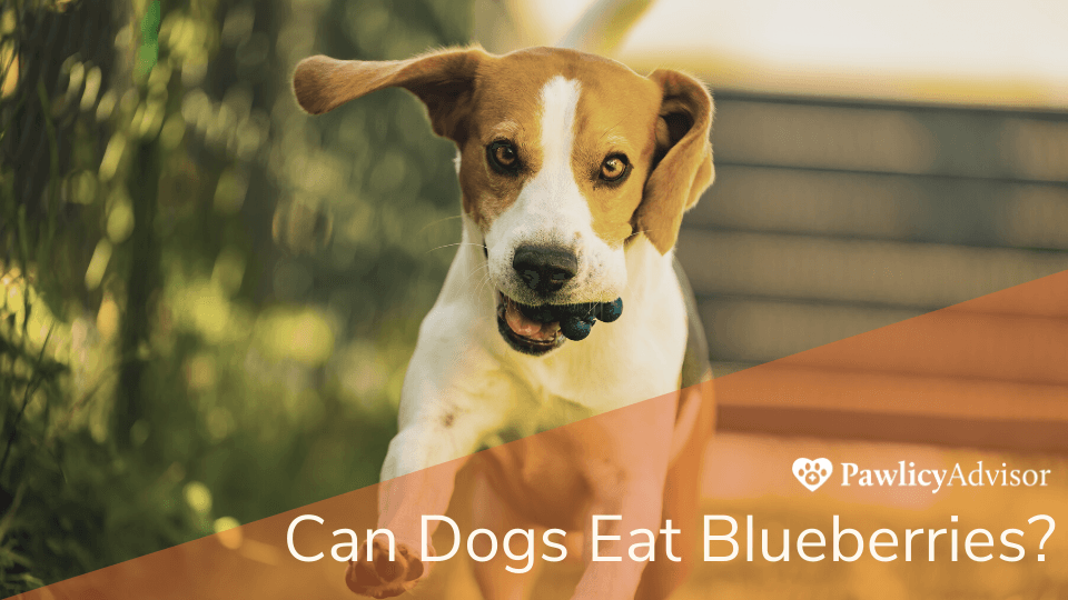 Beagle dog running with blueberries in mouth