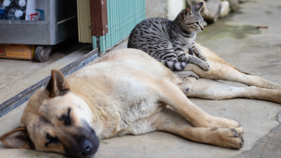 dog and cat in need of affordable pet care