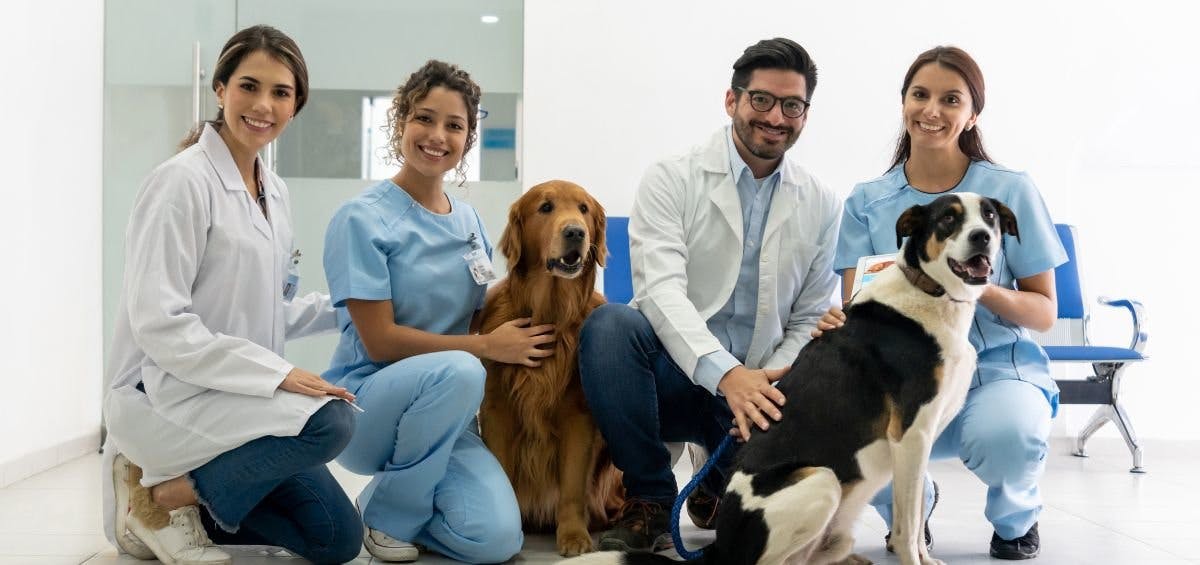 veterinary team